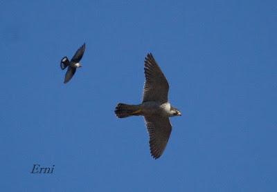 13 RÚE DEL ACANTILADO