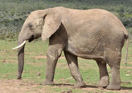 Estudio revela que los elefantes resuelven los problemas con su personalidad Estudio revela que los elefantes resuelven los problemas con su personalidad