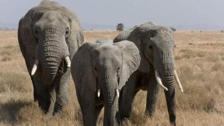 Estudio revela que los elefantes resuelven los problemas con su personalidad Estudio revela que los elefantes resuelven los problemas con su personalidad