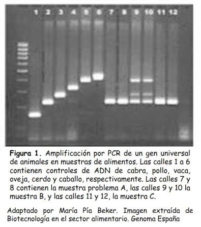 Actividad de aprendizaje: Detectives moleculares de alimentos Actividad de aprendizaje: Detectives moleculares de alimentos