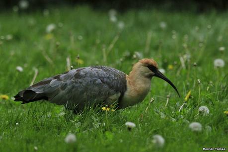 Bandurria muy confiada