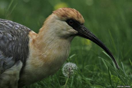 Bandurria muy confiada