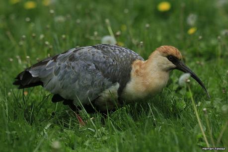 Bandurria muy confiada