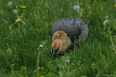Bandurria muy confiada