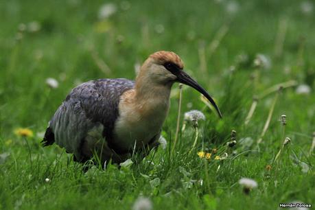 Bandurria muy confiada