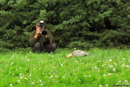 Bandurria muy confiada
