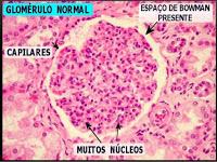 Nueva forma de prevenir y tratar las infecciones urinarias Nueva forma de prevenir y tratar las infecciones urinarias