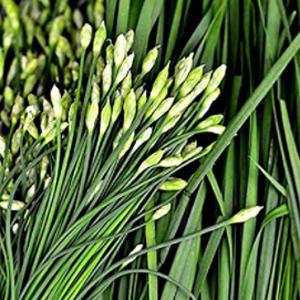 ¿Qué es y Cómo hacer Pad Thai? – el plato Tailandés más popular