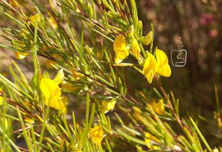 ¿Qué es el Rooibos? y ¿de dónde se obtiene?