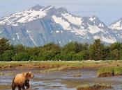 Parque Nacional Katmai, habitado osos grizzly