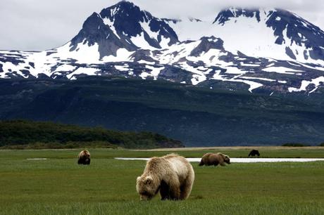 El Parque Nacional Katmai, habitado por osos grizzly