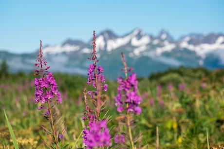 El Parque Nacional Katmai, habitado por osos grizzly