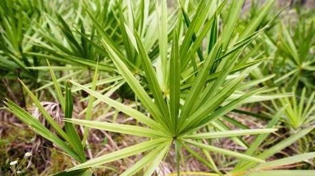 saw palmetto