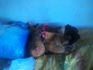 奥预赛前瞻-中国女足抗日冲奥运 若不败前景光明：亚博APP下载