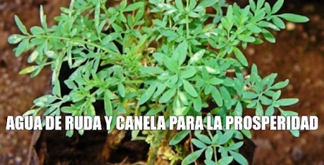 AGUA DE RUDA Y CANELA PARA LA PROSPERIDAD - PLANTAS MAGICAS