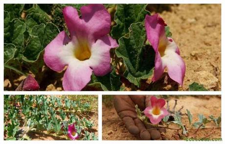 plantas para el dolor