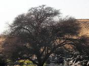 Fotos pecosas: egipto