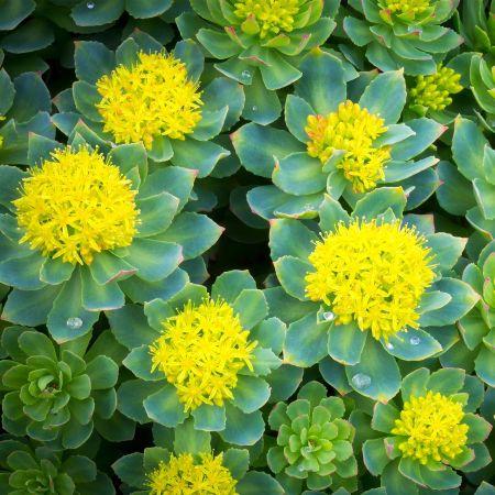 Rhodiola