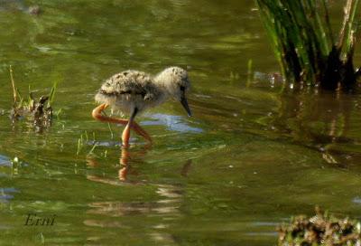 ACUÁTICAS SUPERFICIALES Y ALGO MÁS PROFUNDAS