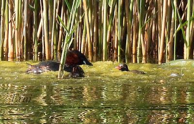 ACUÁTICAS SUPERFICIALES Y ALGO MÁS PROFUNDAS