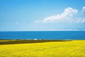 写给大北农邵博士的一封求助信！：亚博APP官方版