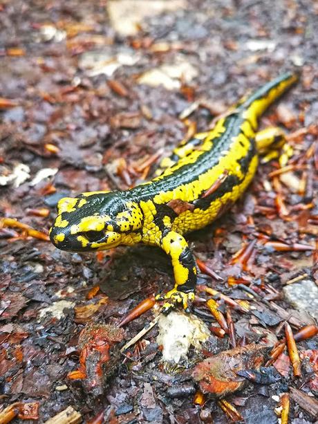 Pico Yordas desde Liegos