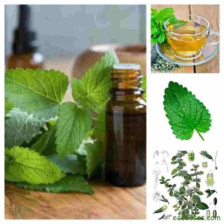 Melisa o Toronjil la planta ideal para el insomnio o la ansiedad 1 Melisa o Toronjil la planta ideal para el insomnio o la ansiedad 1