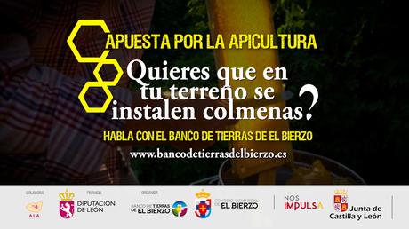 Se buscan alojamiento para abejas en la comarca del Bierzo 6