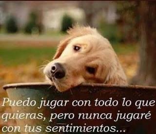 No lo abandones