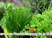 Amarre Plantas Aromaticas