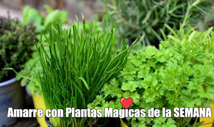 Amarre con Plantas Aromaticas