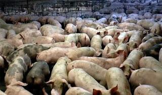 LA CACERÍA. El chuletón al punto, el Garzón bien pasado