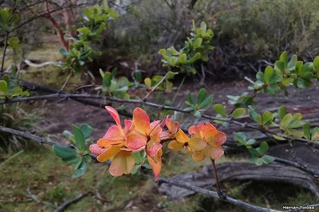 Yuco (abril de 2021)