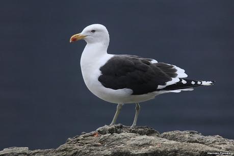 Yuco (abril de 2021)