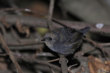 Yuco (abril de 2021)