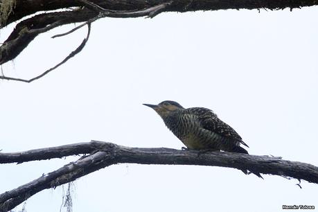 Yuco (abril de 2021)