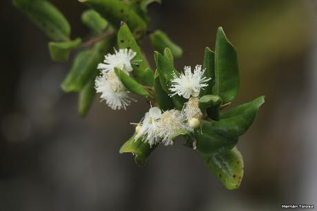 Yuco (abril de 2021)