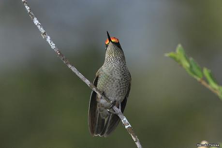 Yuco (abril de 2021)