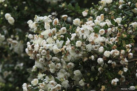 Yuco (abril de 2021)