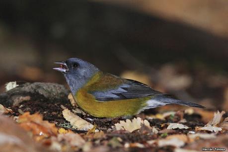 Yuco (abril de 2021)