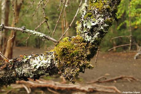 Yuco (abril de 2021)