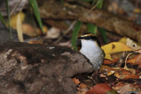 Yuco (abril de 2021)