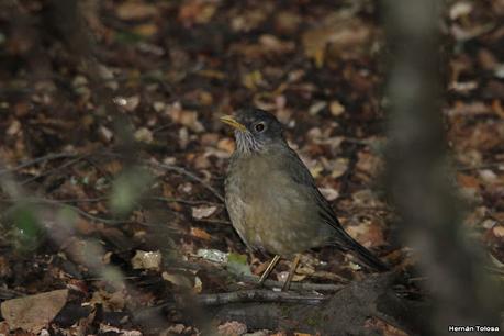 Yuco (abril de 2021)