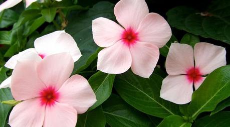 Refugiados Ambientales y Culturas en Peligro de Extinción Refugiados Ambientales y Culturas en Peligro de Extinción