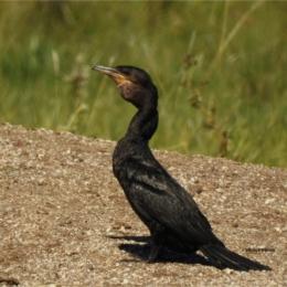 Pato Maragullon