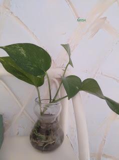 LAS PLANTAS...........