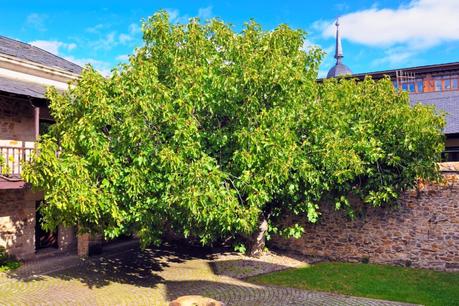 El Castillo y los museos de Ponferrada inician la programación “Presencias: Patrimonio, Museos y Artes Escénicas” 1