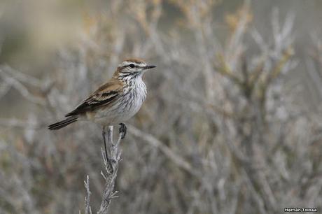 Monjita castaña (Xolmis rubetra)