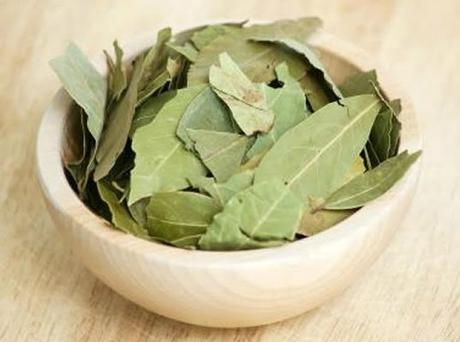 propiedades del laurel