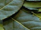 Laurel, propiedades, beneficios contraindicaciones